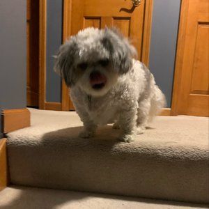 Meet your Posher, Ashton